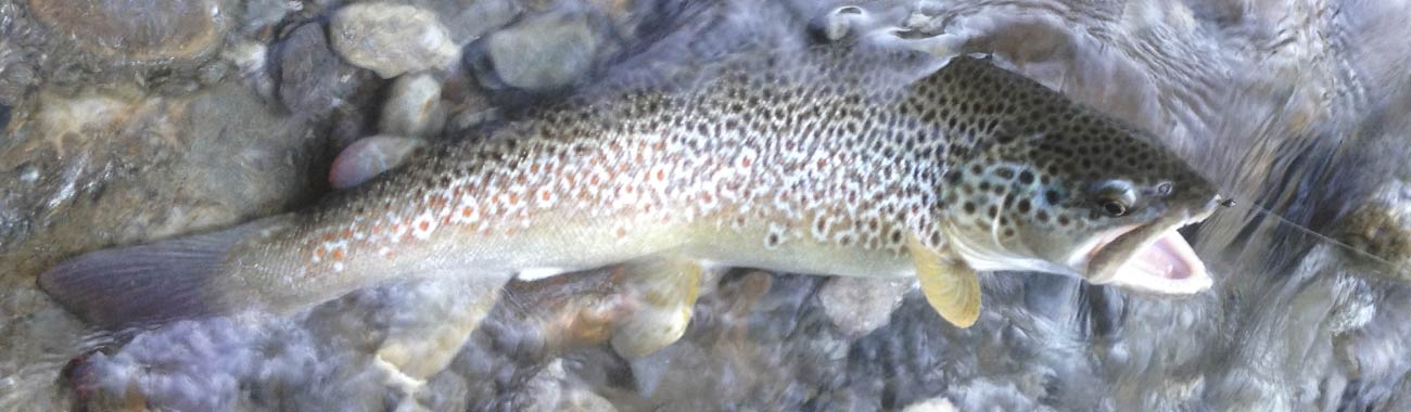 Fliegenfischen in Südtirol - in Passeiertal in der Passer (Catch & Release) nähe Riederhof